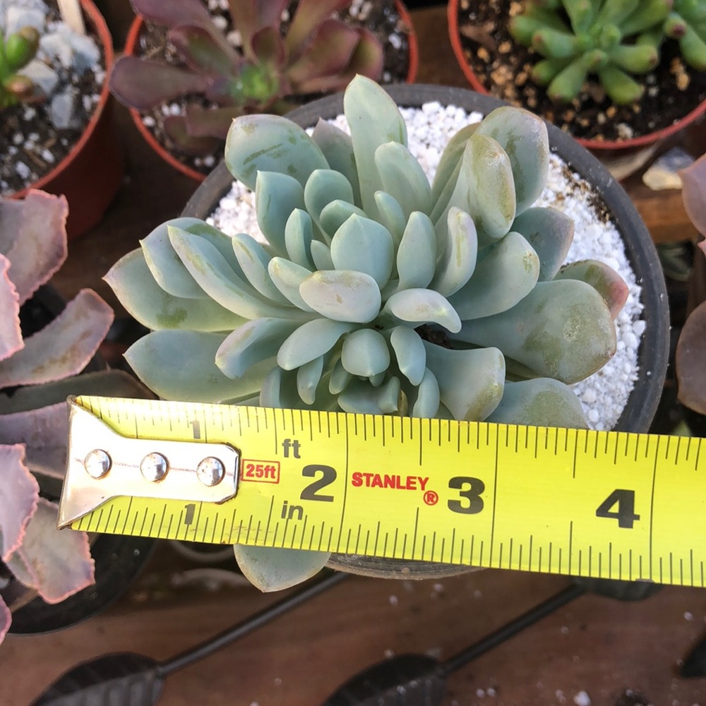 Succulent - Picture 6 of 7